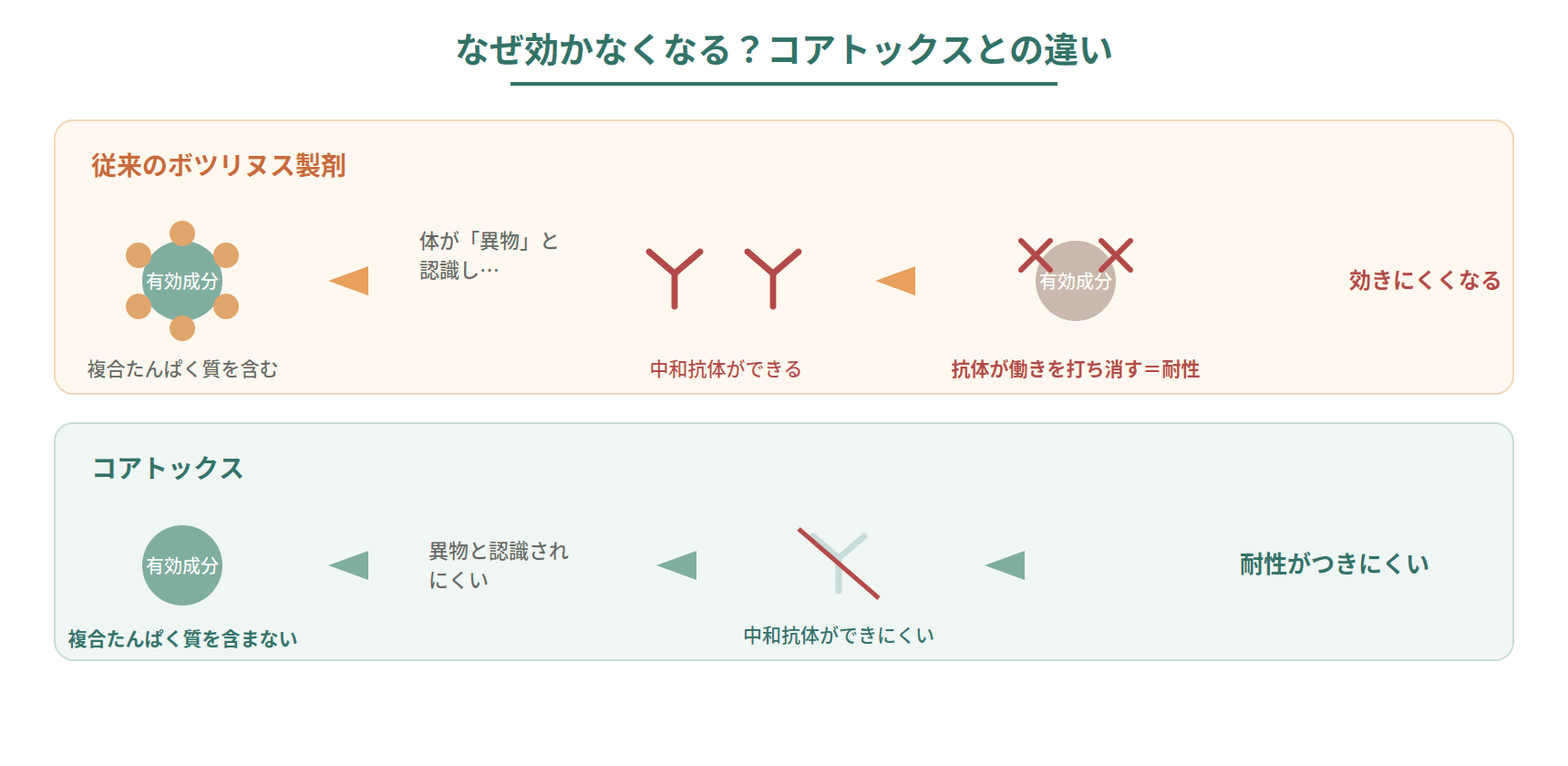 ボツリヌス製剤の複合たんぱく質が中和抗体を作り耐性が生じる仕組みと、複合たんぱく質を含まないコアトックスの違いを示した図